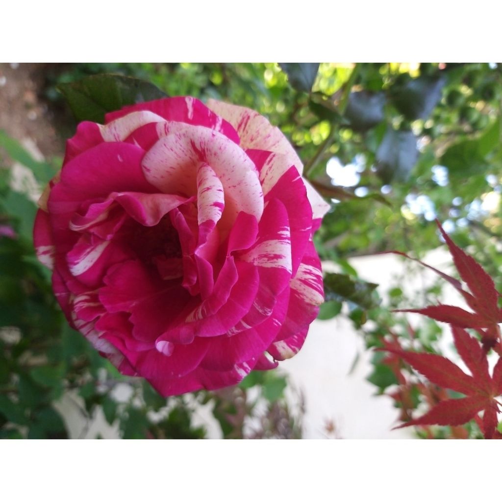 Rosa Broceliande - Hybrid Tea Rose