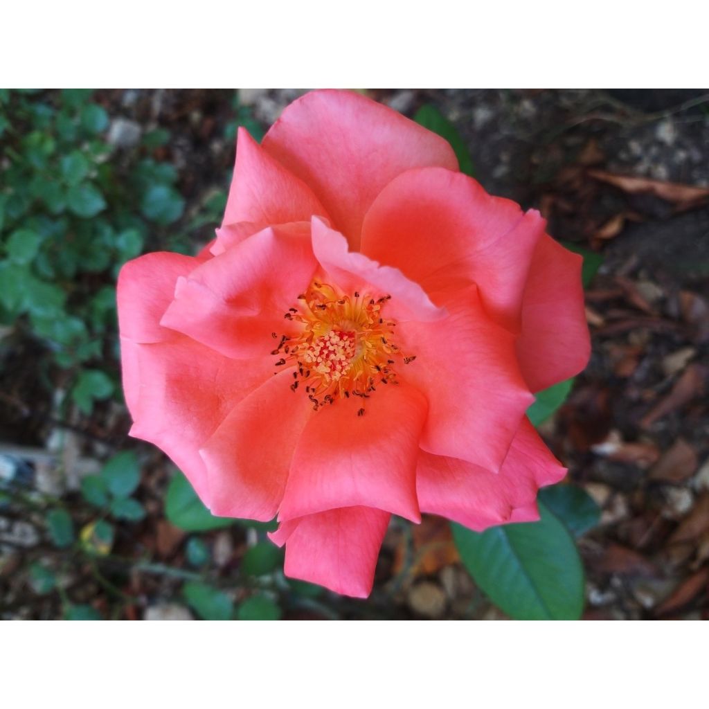 Rosa 'Catherine Deneuve' - Hybrid Tea Rose