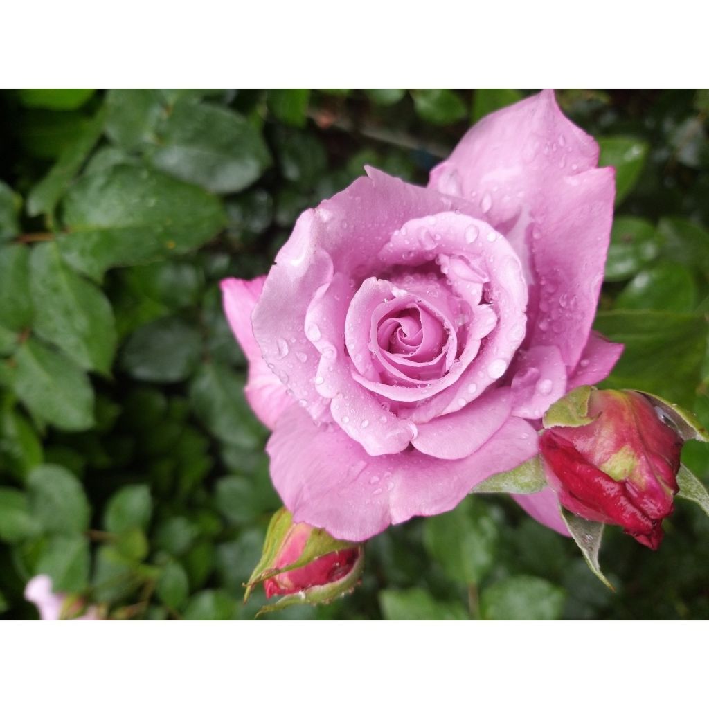 Rosa 'Charles de Gaulle' - Shrub Rose