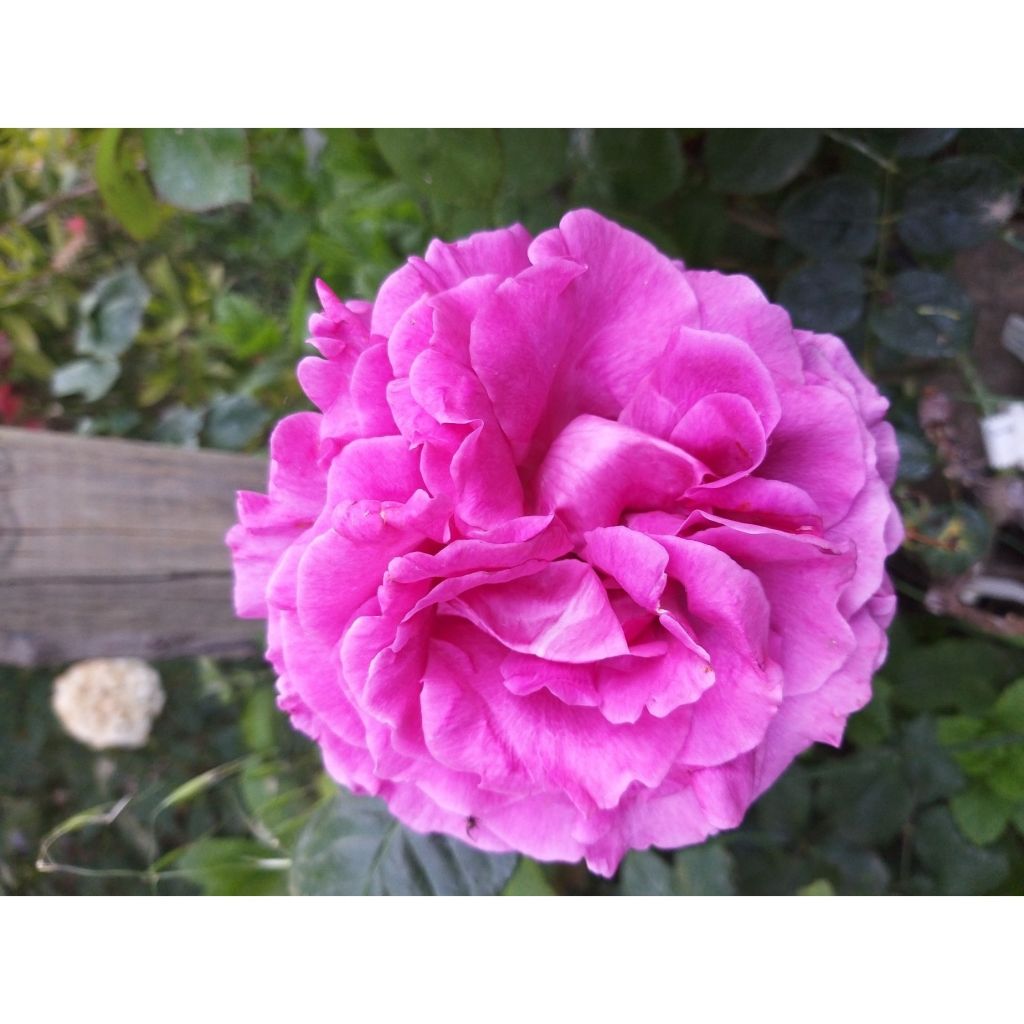 Rosa 'Chartreuse de Parme' - Hybrid Tea Rose