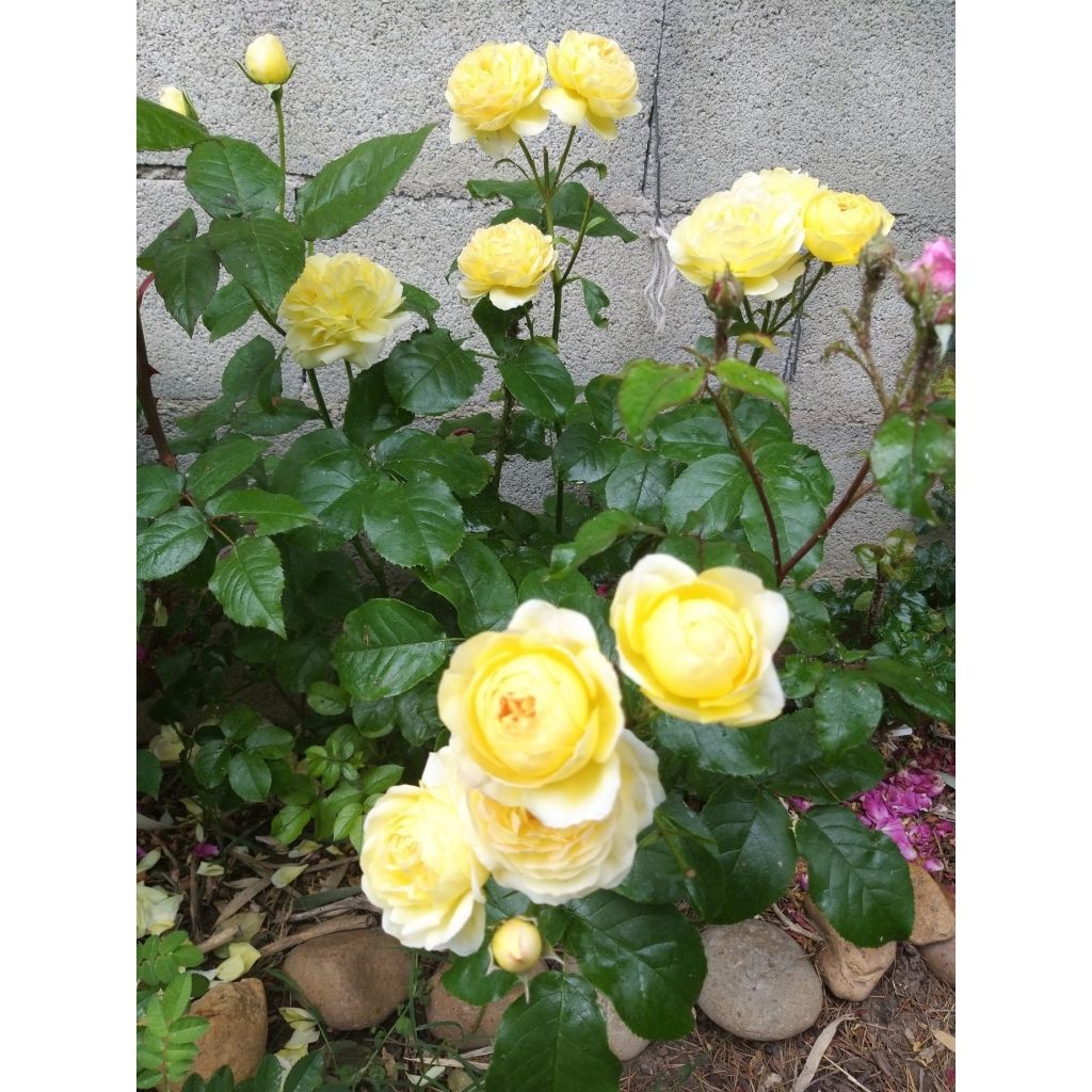 Rosa Château de Cheverny - Hybrid Tea Rose