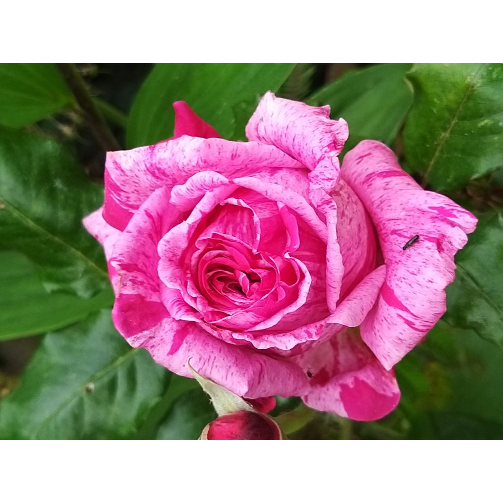 Rosa 'Crazy Fashion' - Hybrid Tea Rose