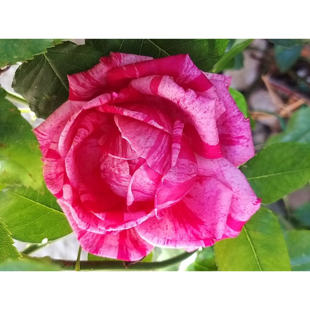 Rosa 'Crazy Fashion' - Hybrid Tea Rose