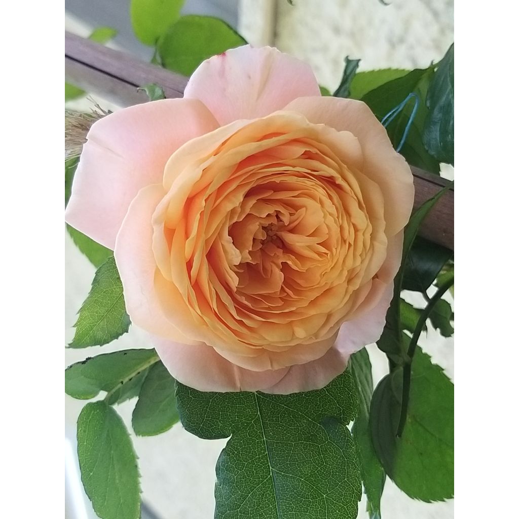 Rosa Domaine de Chantilly - Shrub Rose