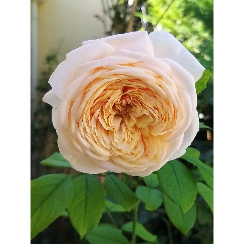 Rosa Domaine de Chantilly - Shrub Rose