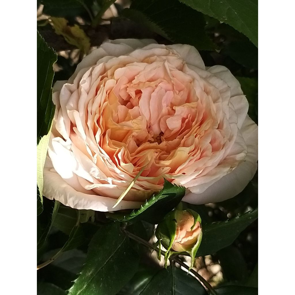 Rosa Domaine de Chantilly - Shrub Rose