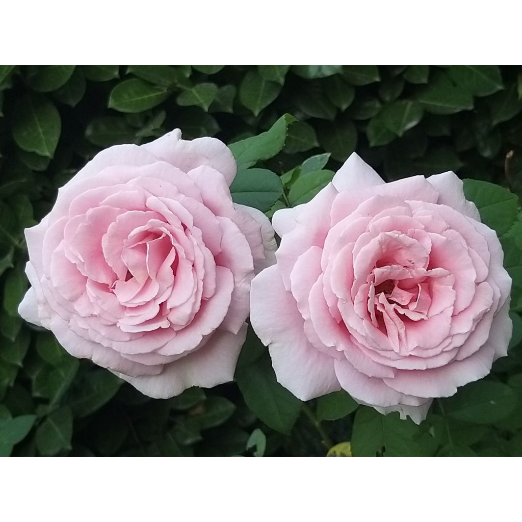 Rosa 'Frédéric Mistral' - Shrub Rose