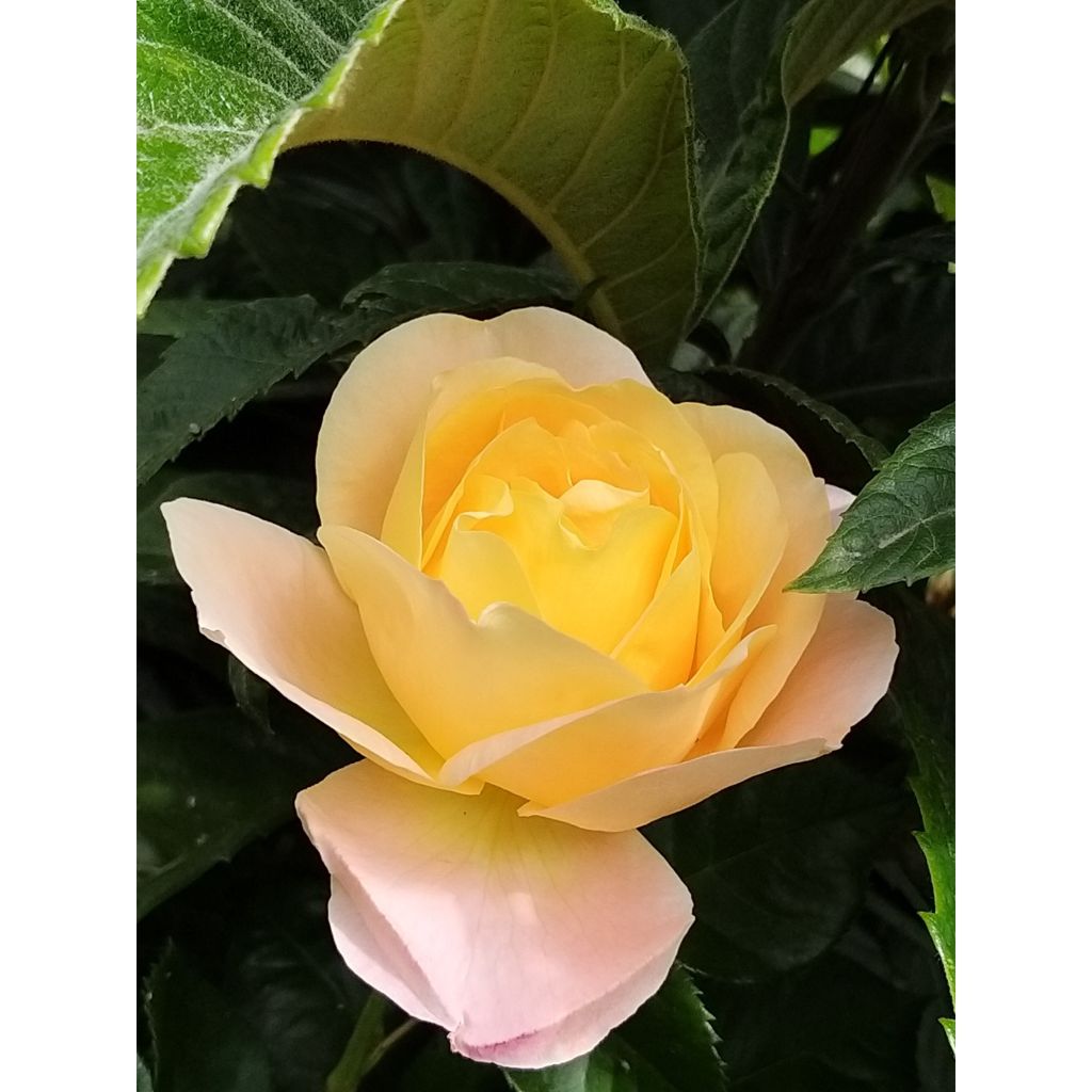 Rosa Isabelle Autissier - Hybrid Tea Rose