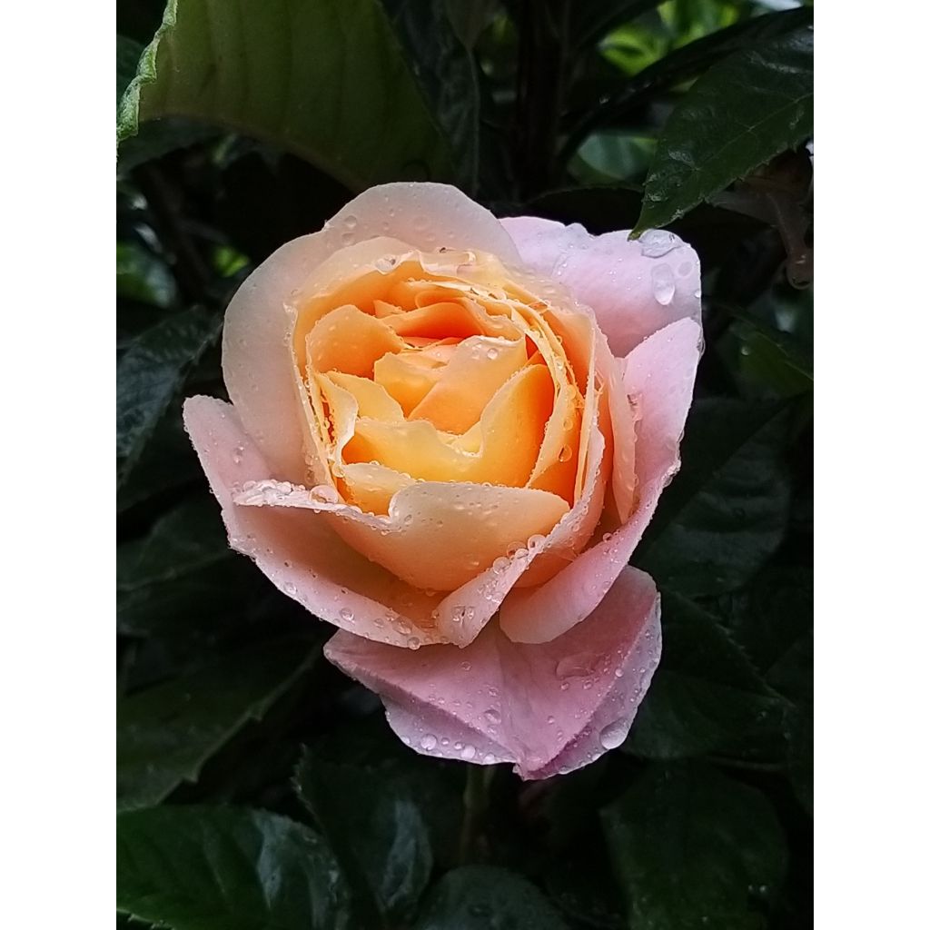 Rosa Isabelle Autissier - Hybrid Tea Rose