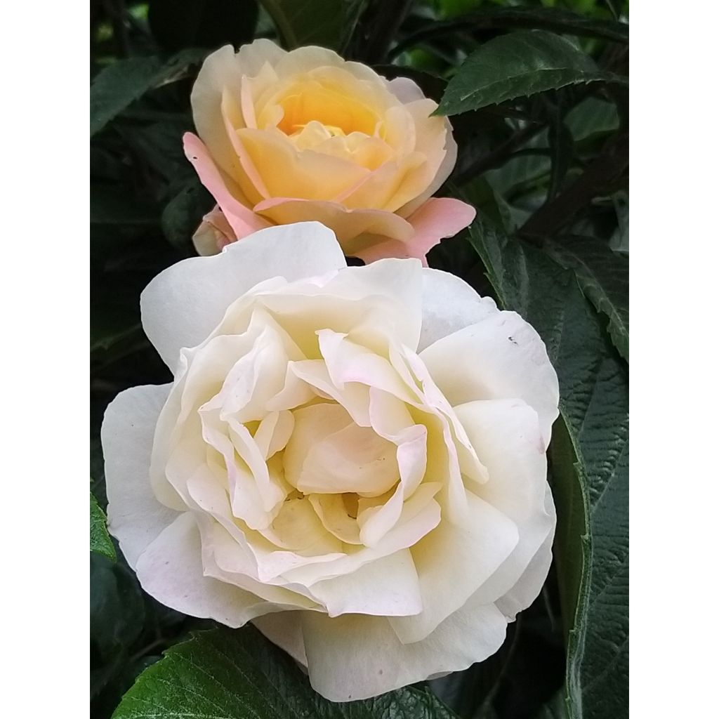 Rosa Isabelle Autissier - Hybrid Tea Rose