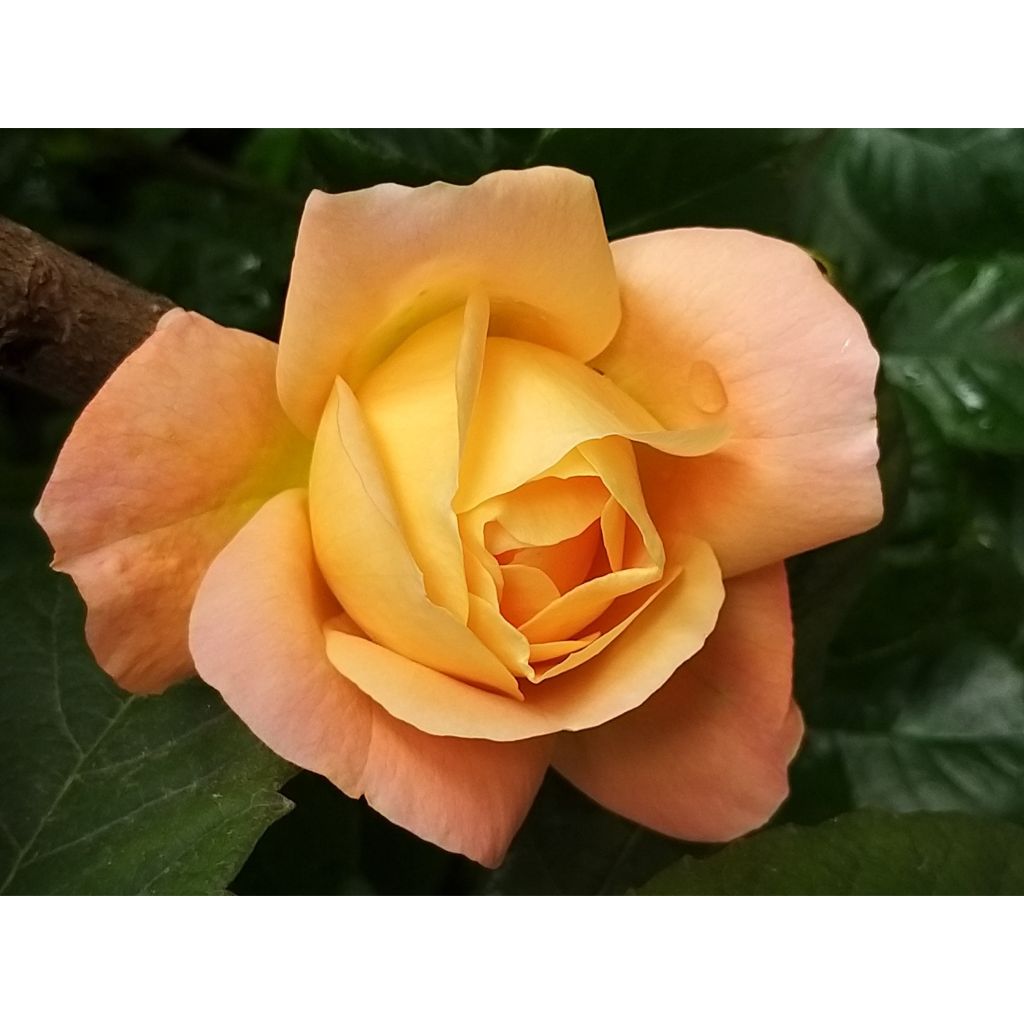 Rosa Isabelle Autissier - Hybrid Tea Rose