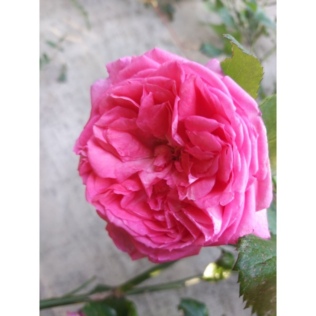 Rosa La Rose de Molinard - Hybrid Tea Rose