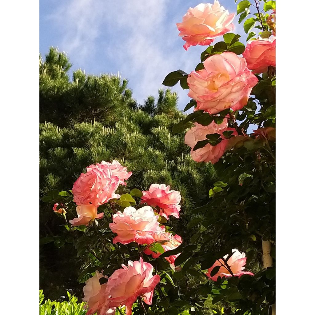 Rosa 'Laeticia Casta' - Shrub Rose