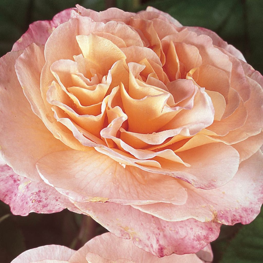 Rosa 'Fox-Trot' - Hybrid Tea Rose 