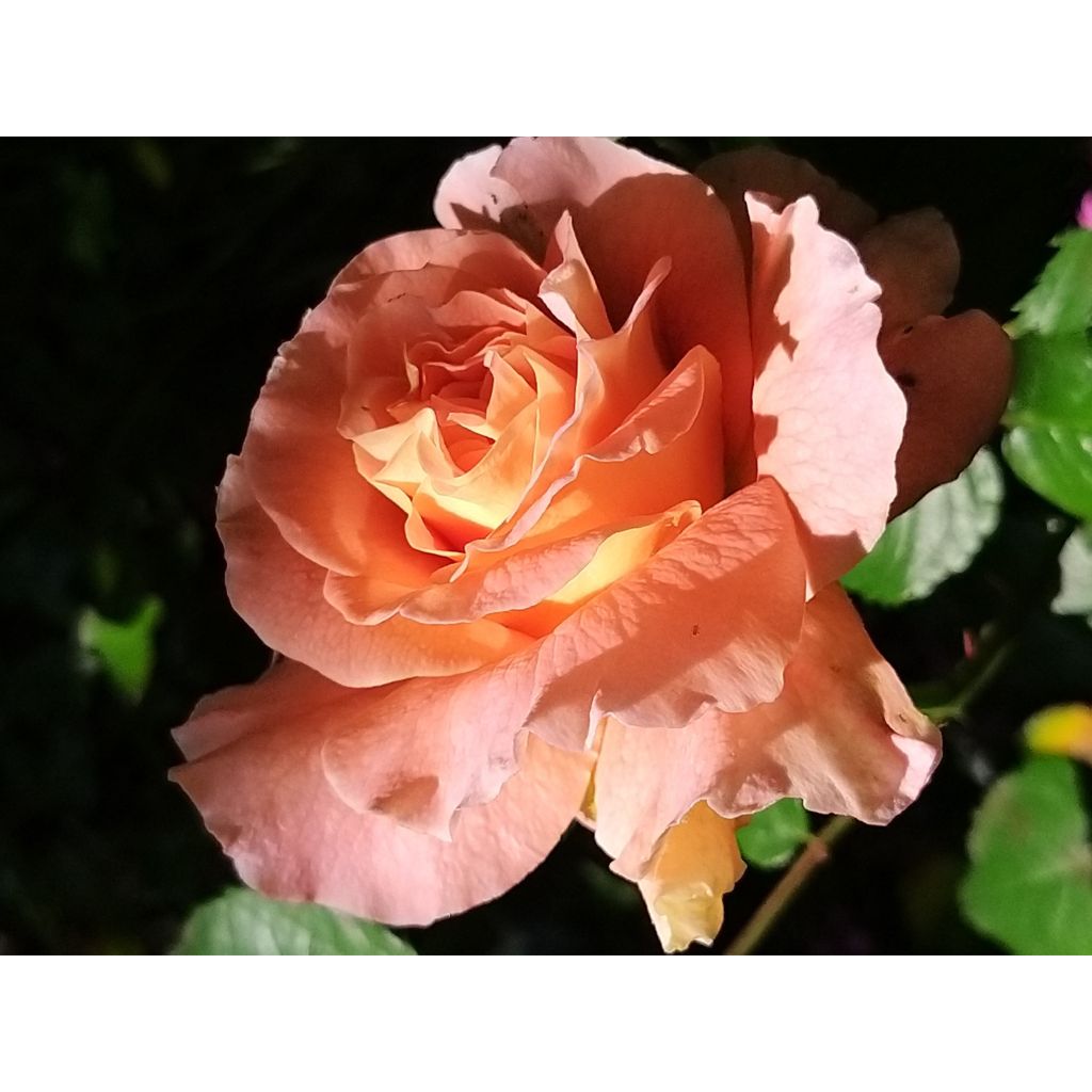 Rosa 'Fox-Trot' - Hybrid Tea Rose 