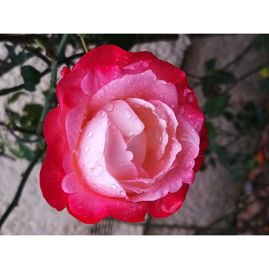Rosa 'La Garçonne' - Hybrid Tea Rose