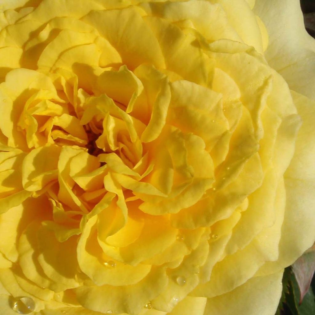 Rosa 'La Rotonde' - Hybrid Tea Rose