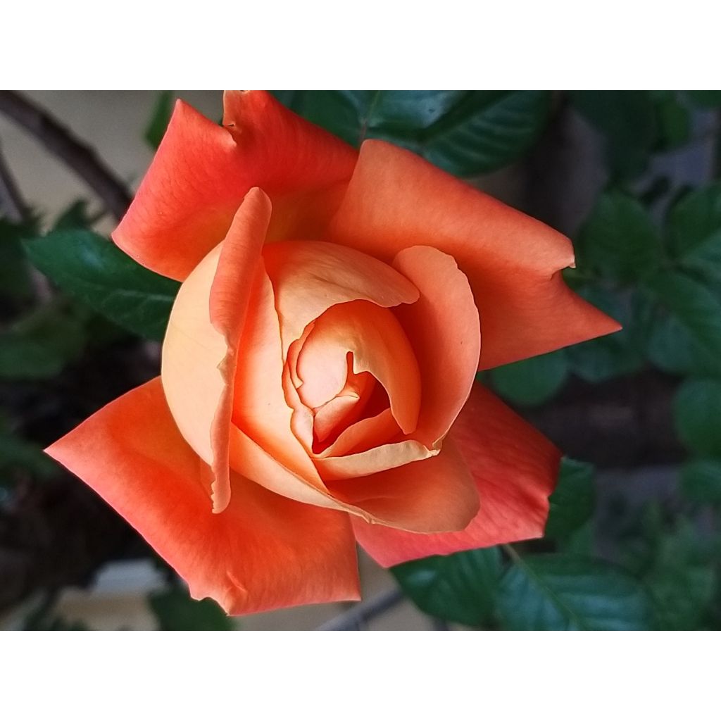 Rosa 'Louis de Funes' - Shrub Rose
