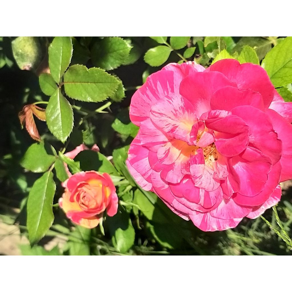 Rosa 'Marc Chagall' - Hybrid Tea Rose