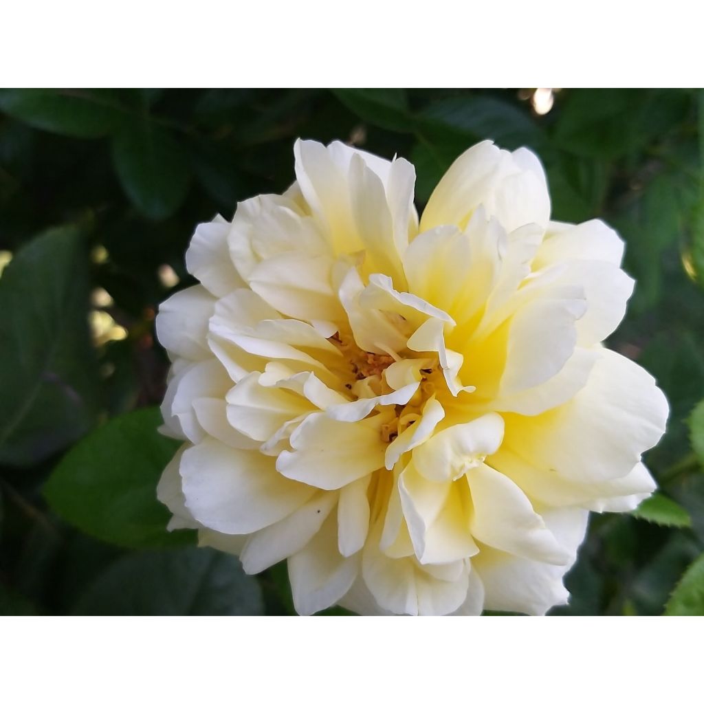 Rosa 'Michelangelo' - Shrub Rose