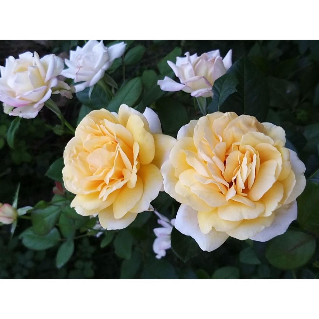 Rosa 'Michelangelo' - Shrub Rose