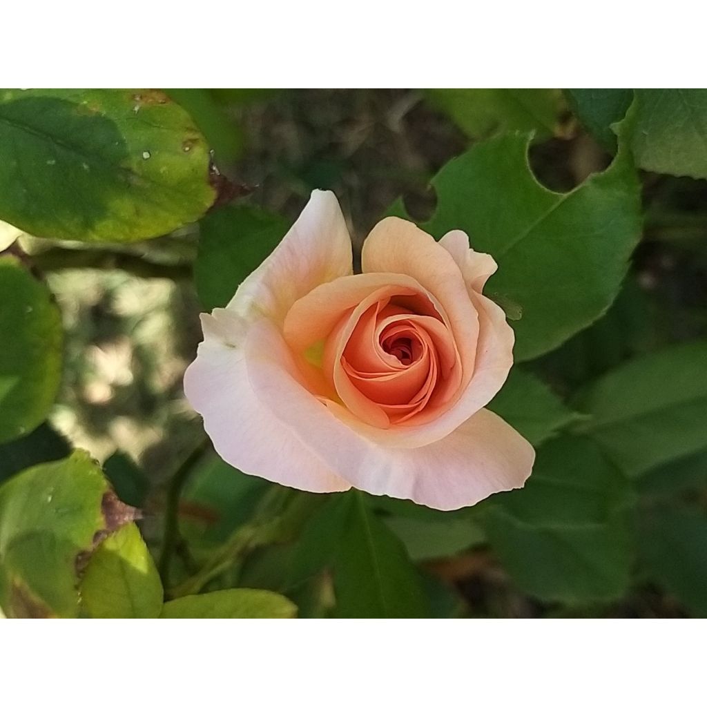 Rosa 'Michèle Meilland' - Shrub Rose