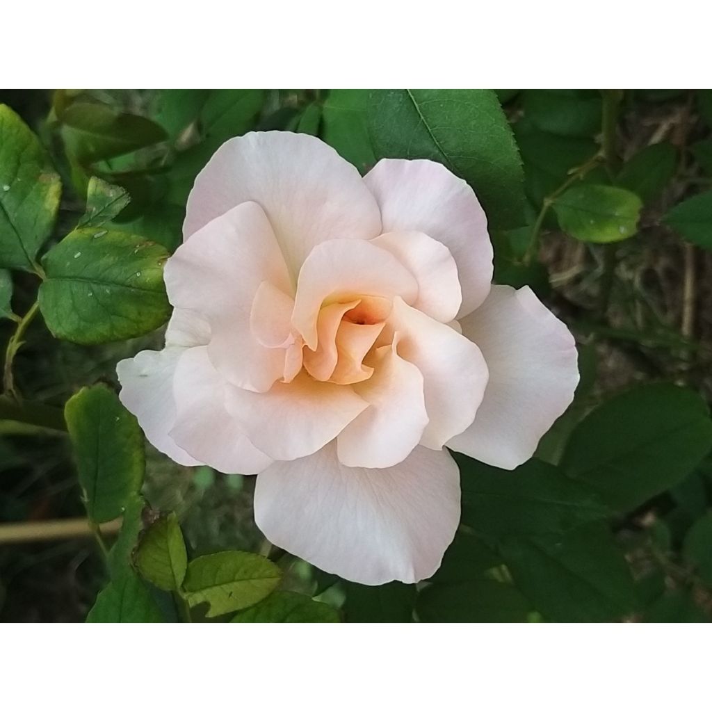 Rosa 'Michèle Meilland' - Shrub Rose