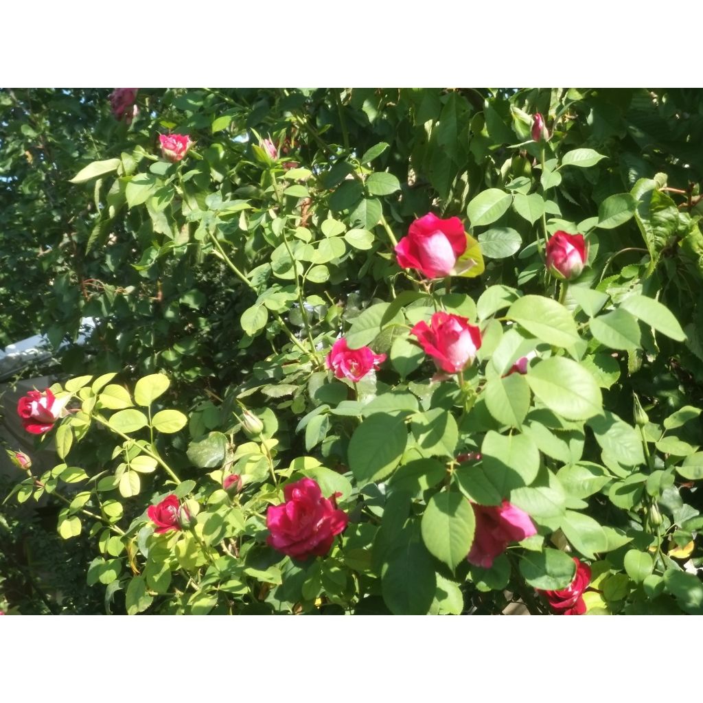 Rosa 'Monica Bellucci' - Hybrid Tea Rose