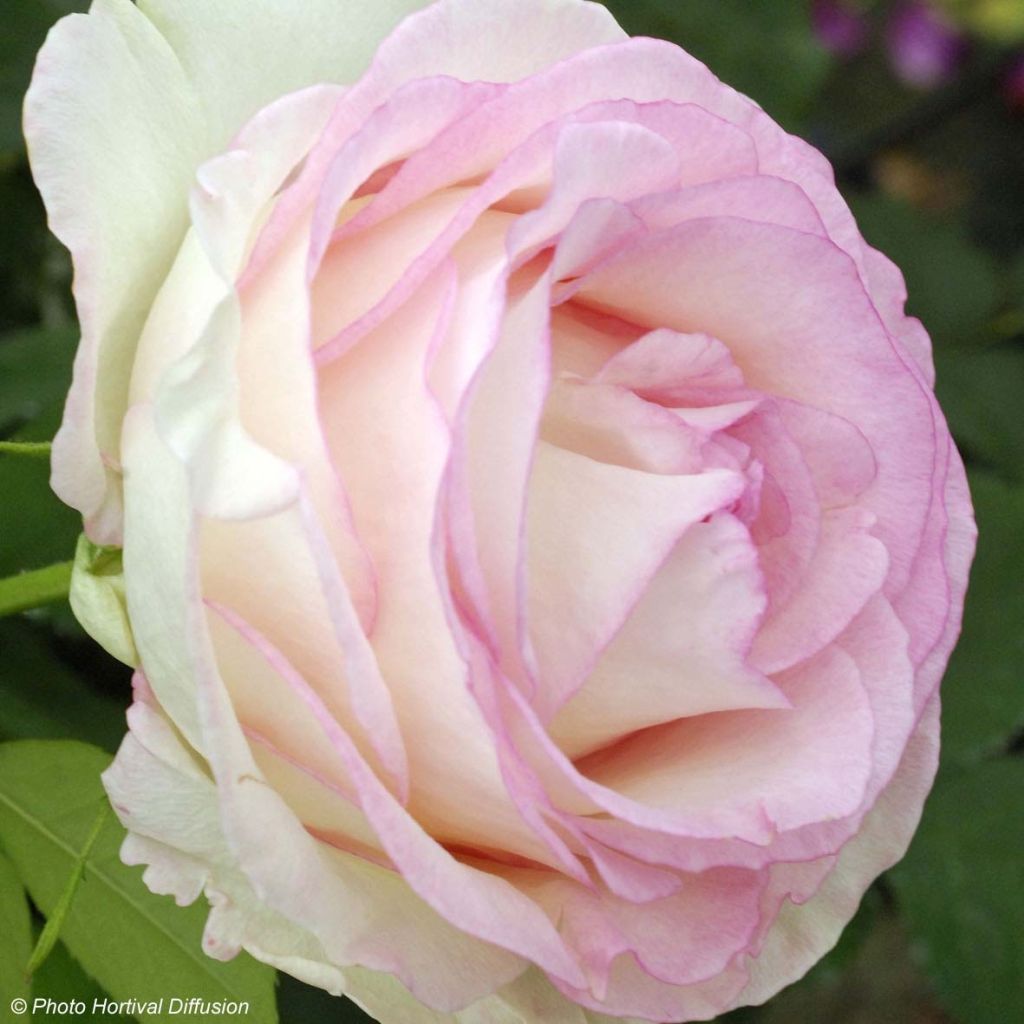 Rosa Moonstone - Hybrid Tea Rose