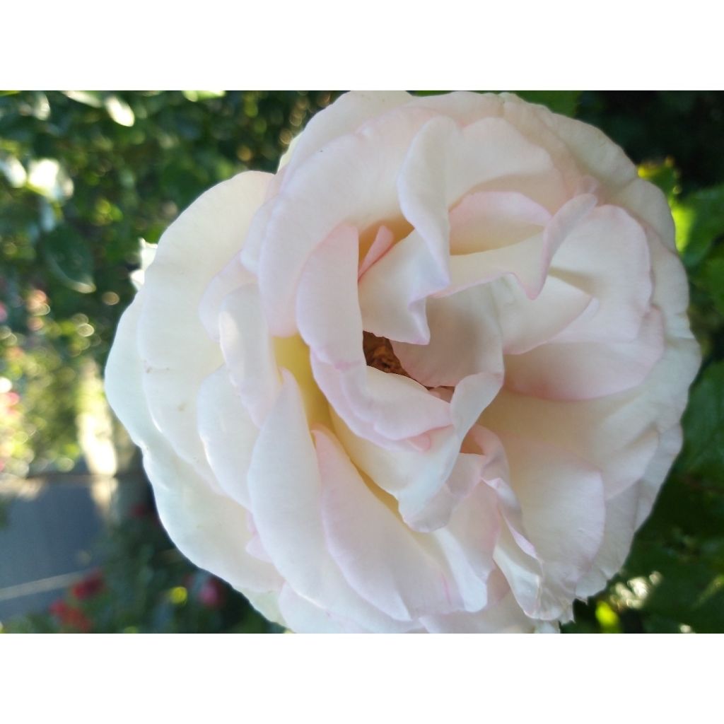 Rosa Moonstone - Hybrid Tea Rose