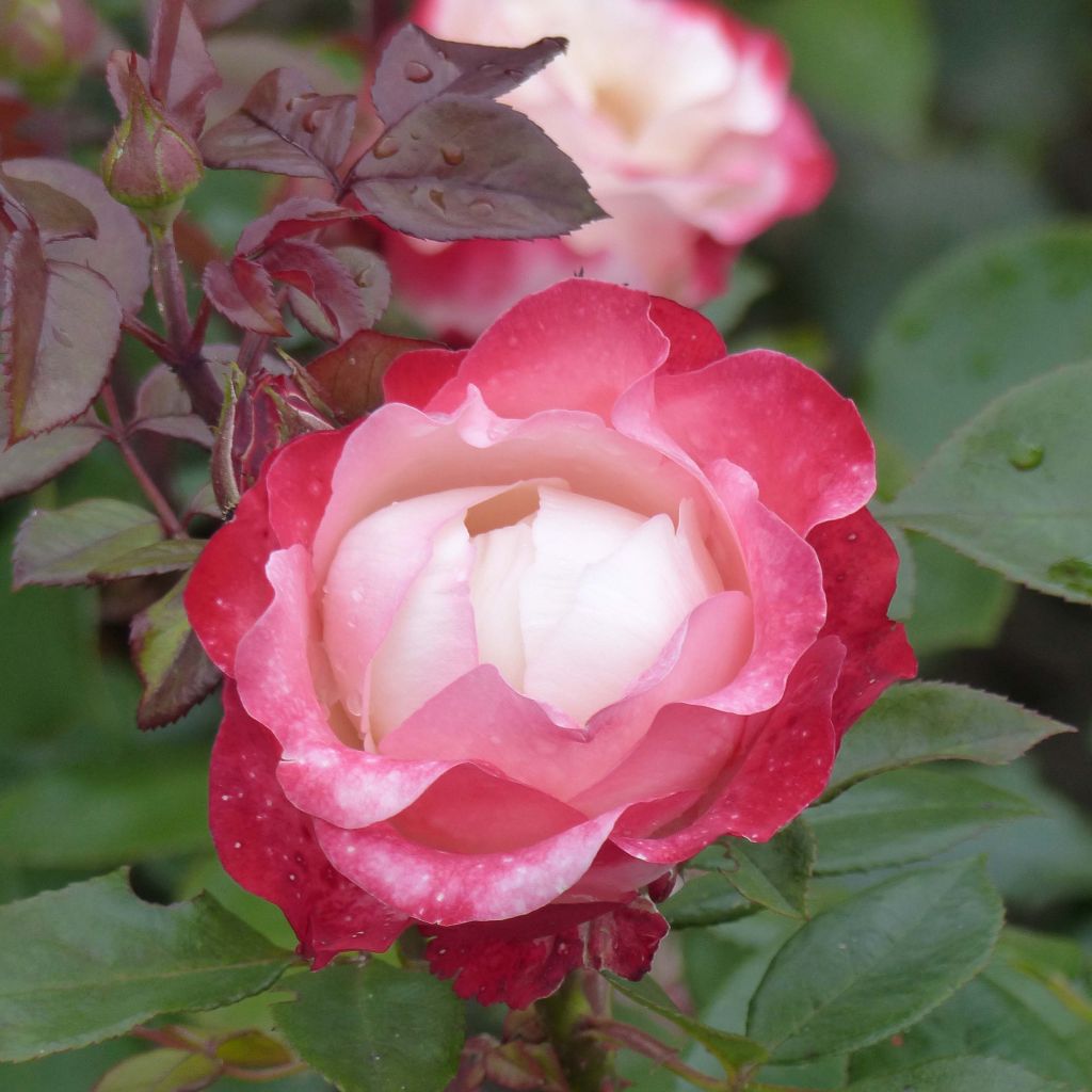 Rosa Nostalgie - Hybrid Tea Rose