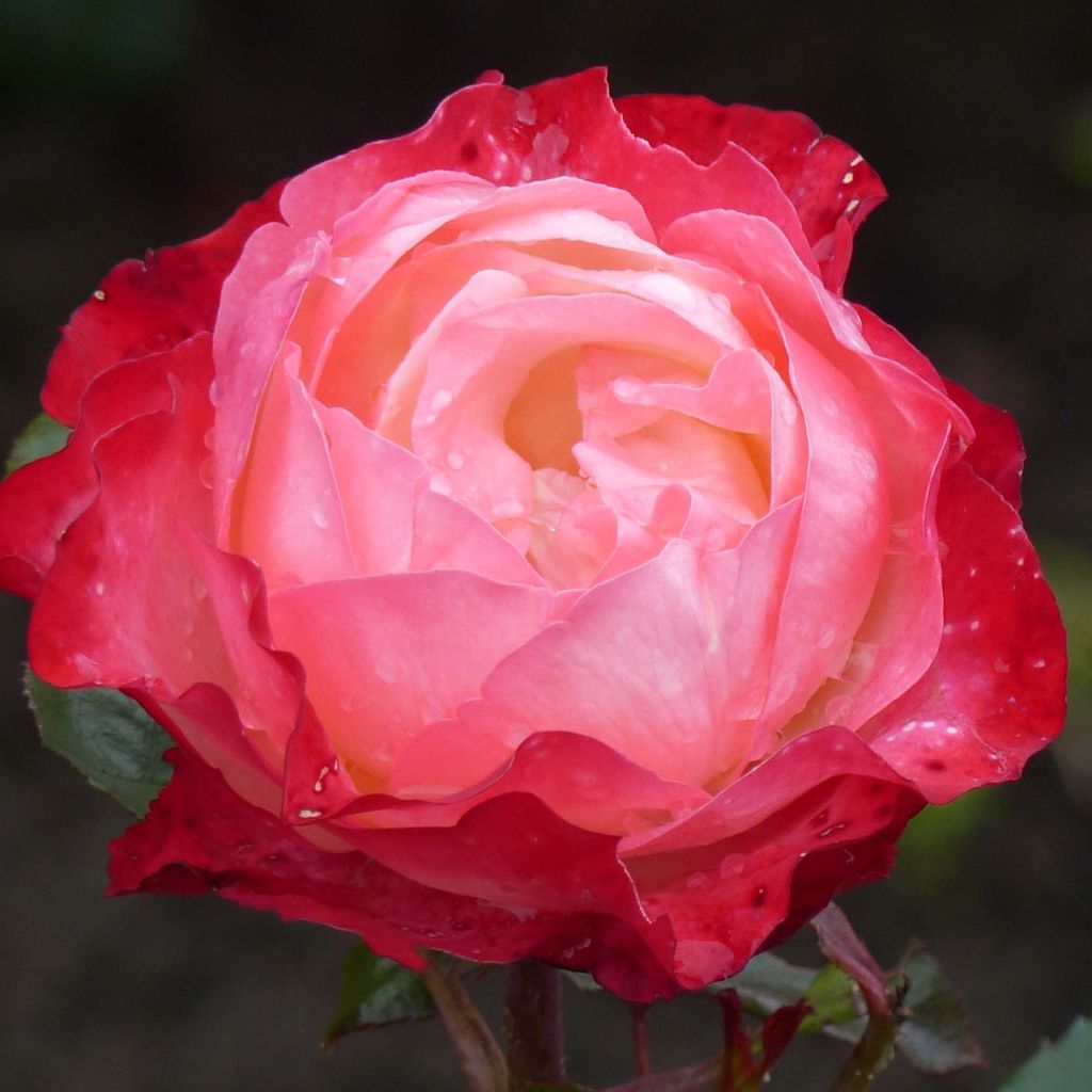 Rosa Nostalgie - Hybrid Tea Rose