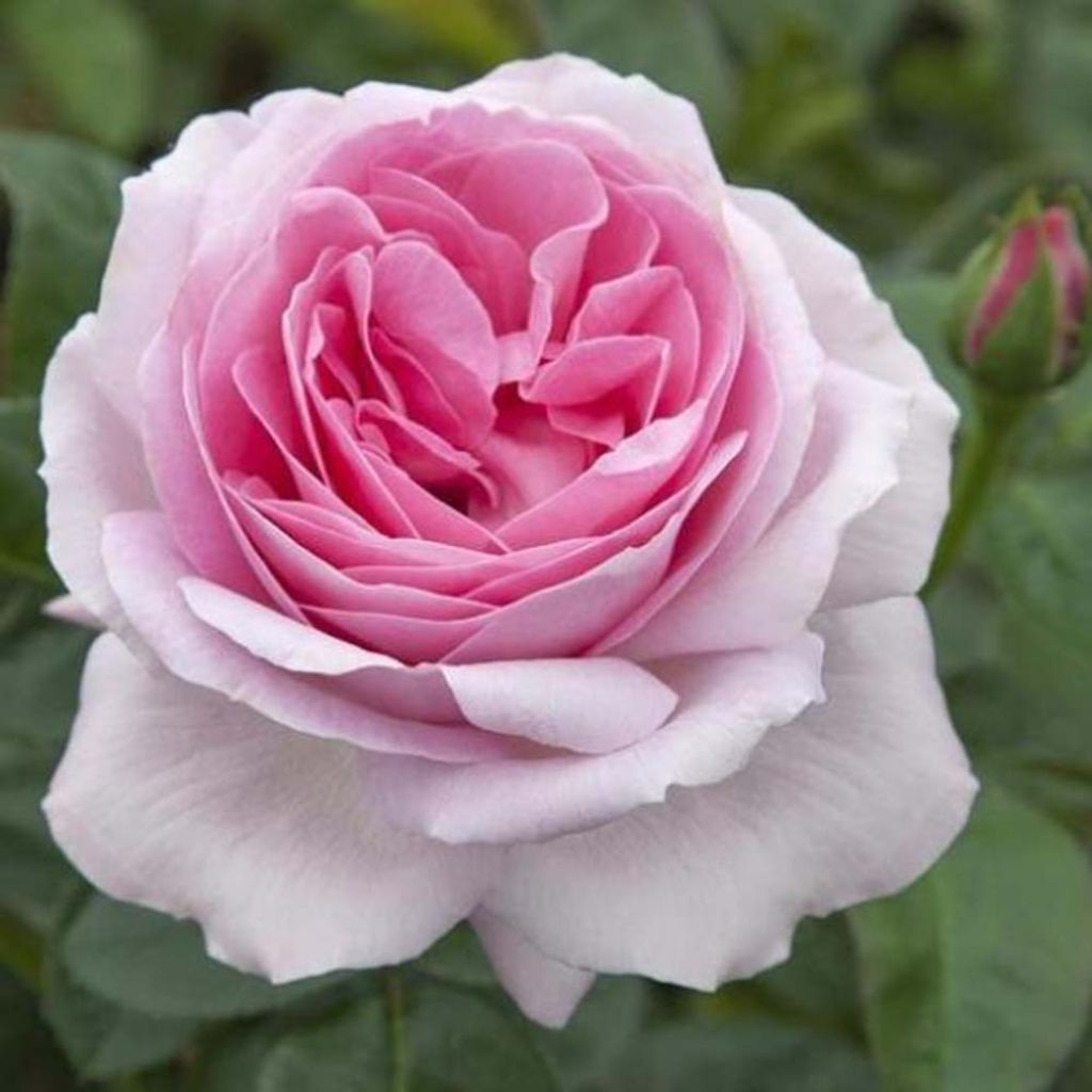 Rosa Pink Eureka