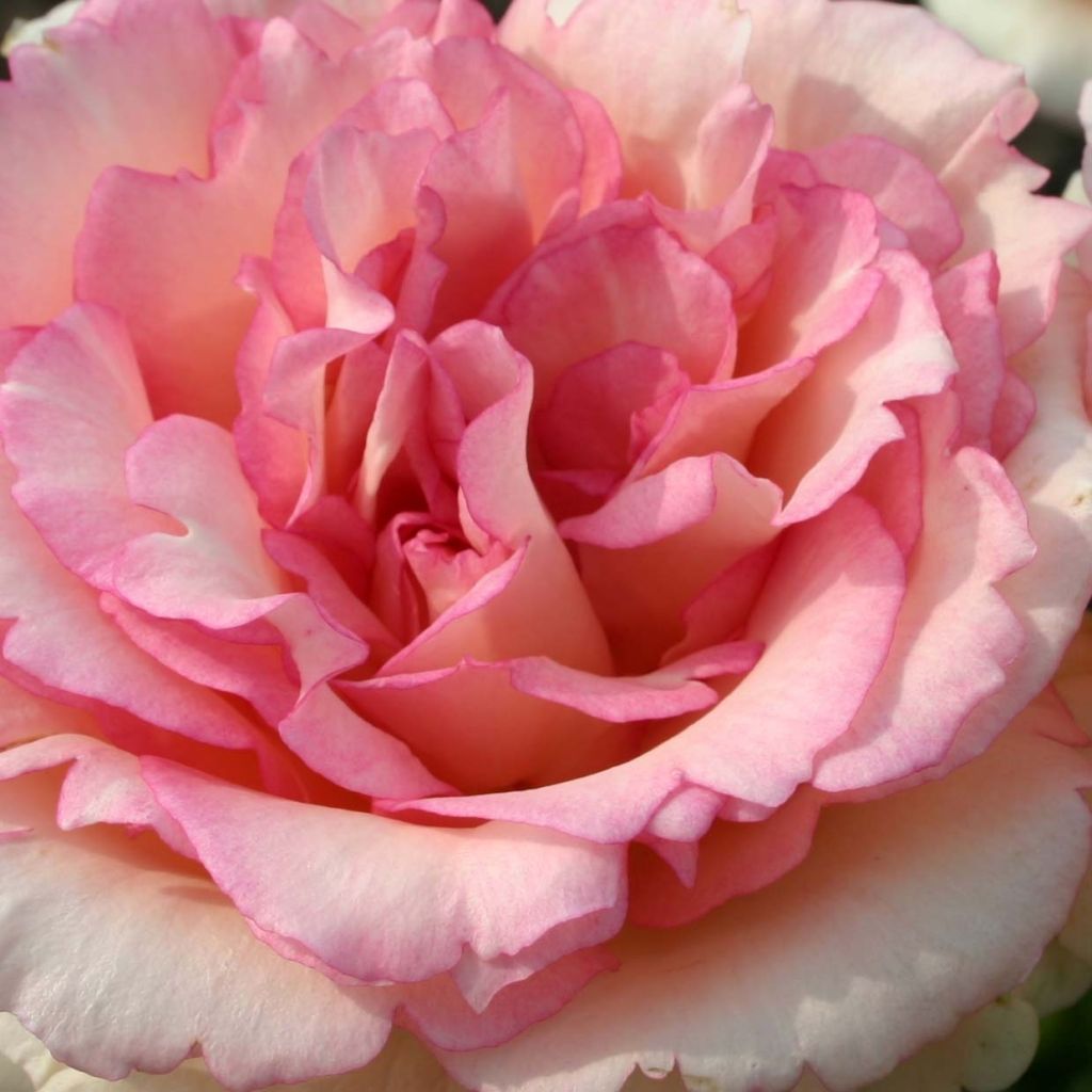 Rosa 'Souvenir de Baden-Baden' - Hybrid Tea Rose