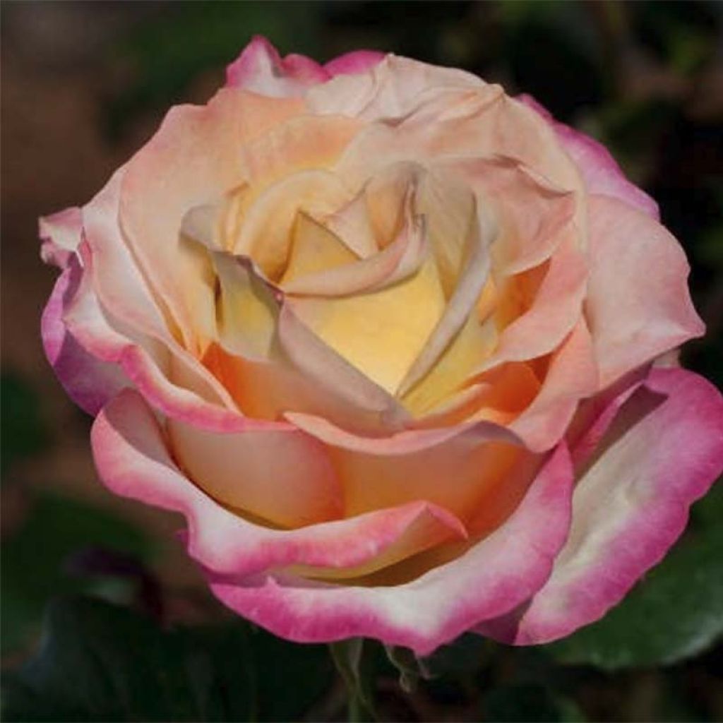 Rosa Sweet Eureka