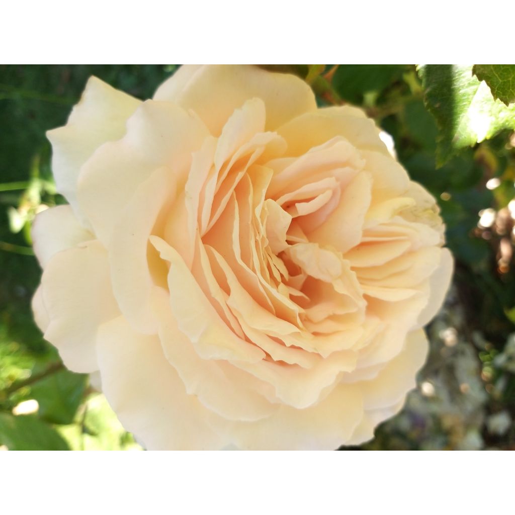 Rosa  'Sweet Love' / 'Chandos Beauty' - Hybrid Tea Rose