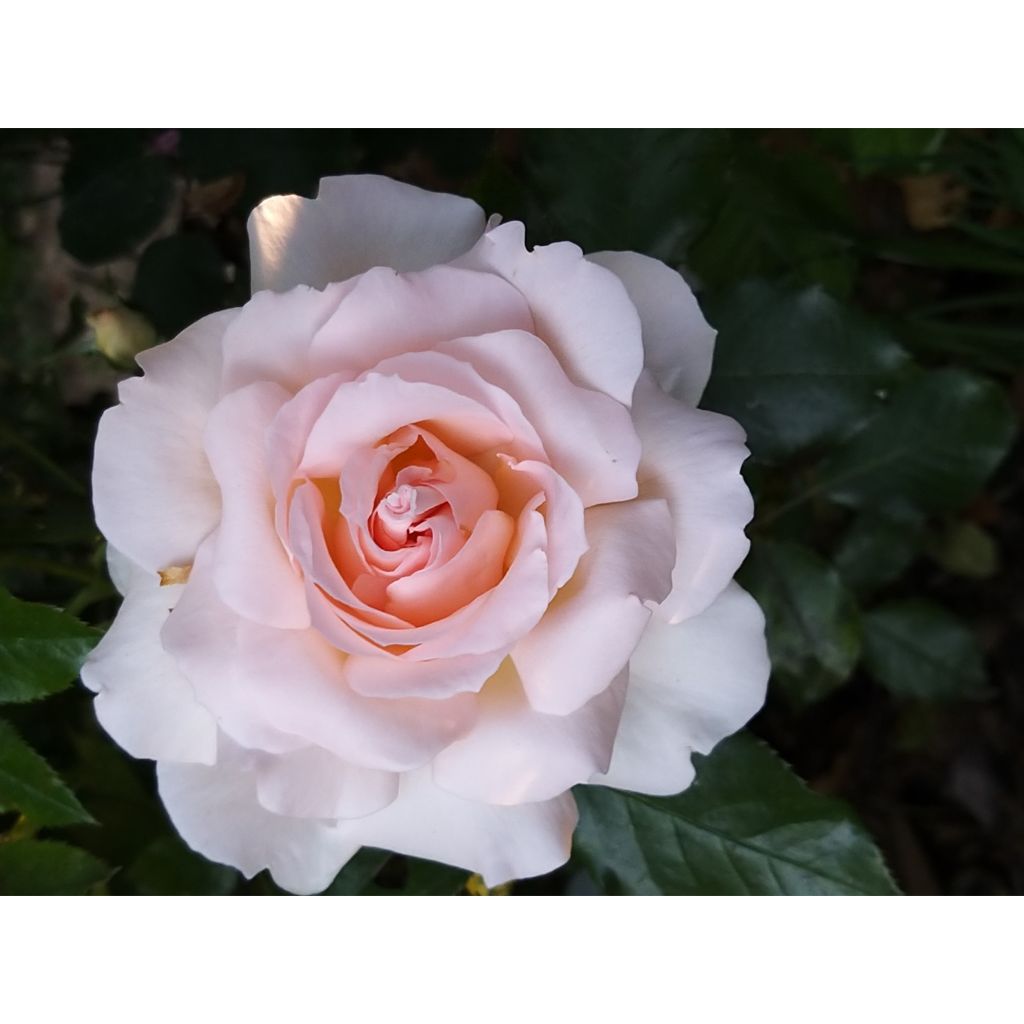 Rosa  'Sweet Love' / 'Chandos Beauty' - Hybrid Tea Rose