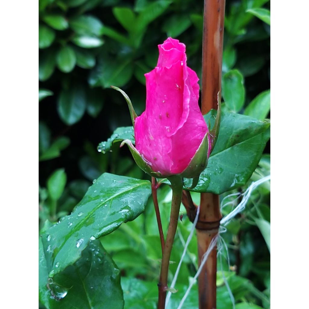 Rosa 'The McCartney Rose' - Shrub Rose