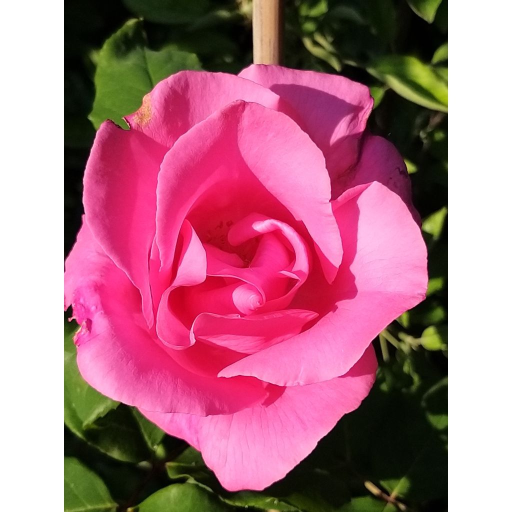 Rosa 'The McCartney Rose' - Shrub Rose