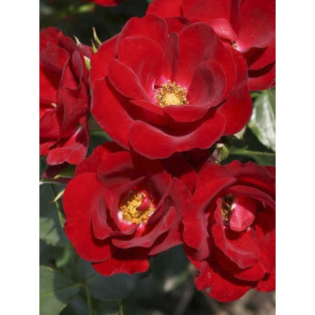 Rosa x polyantha Urban Streetlight Marondo - Groundcover Rose