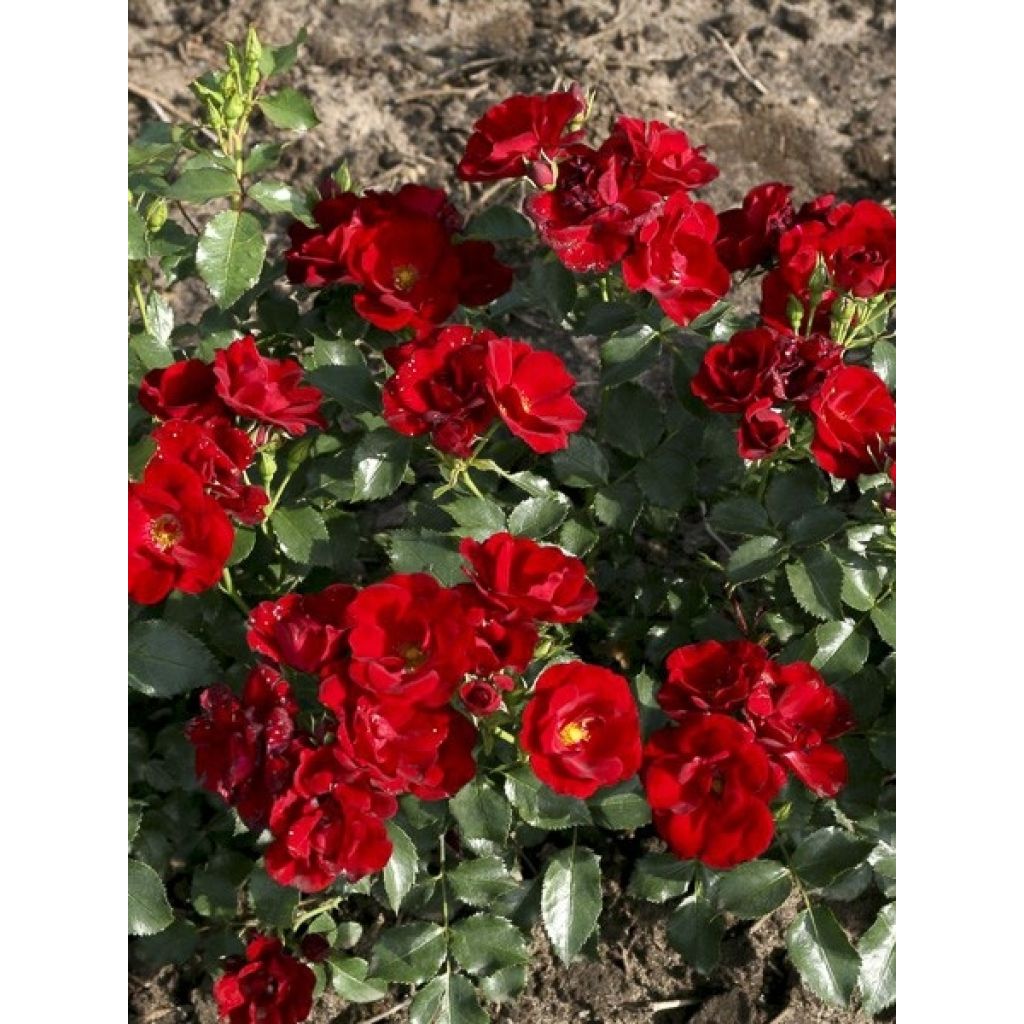 Rosa x polyantha Urban Streetlight Marondo - Groundcover Rose