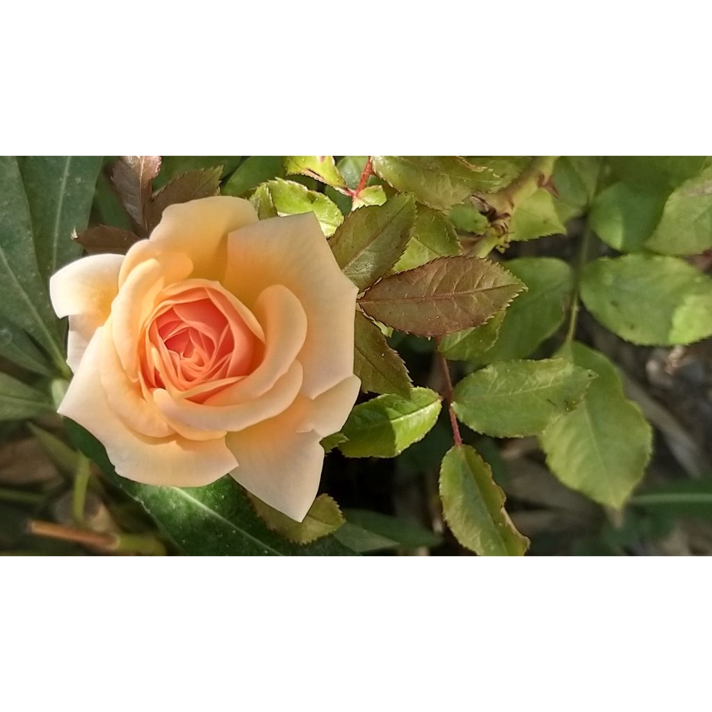 Rosa floribunda Sweet Honey 