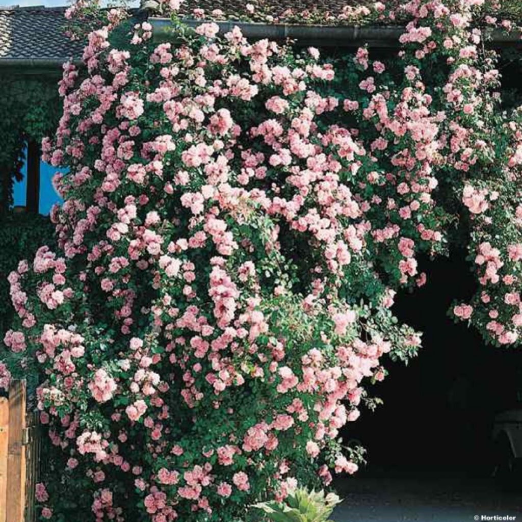 Rosa x wichuraiana 'Albertine' - Rambling Rose