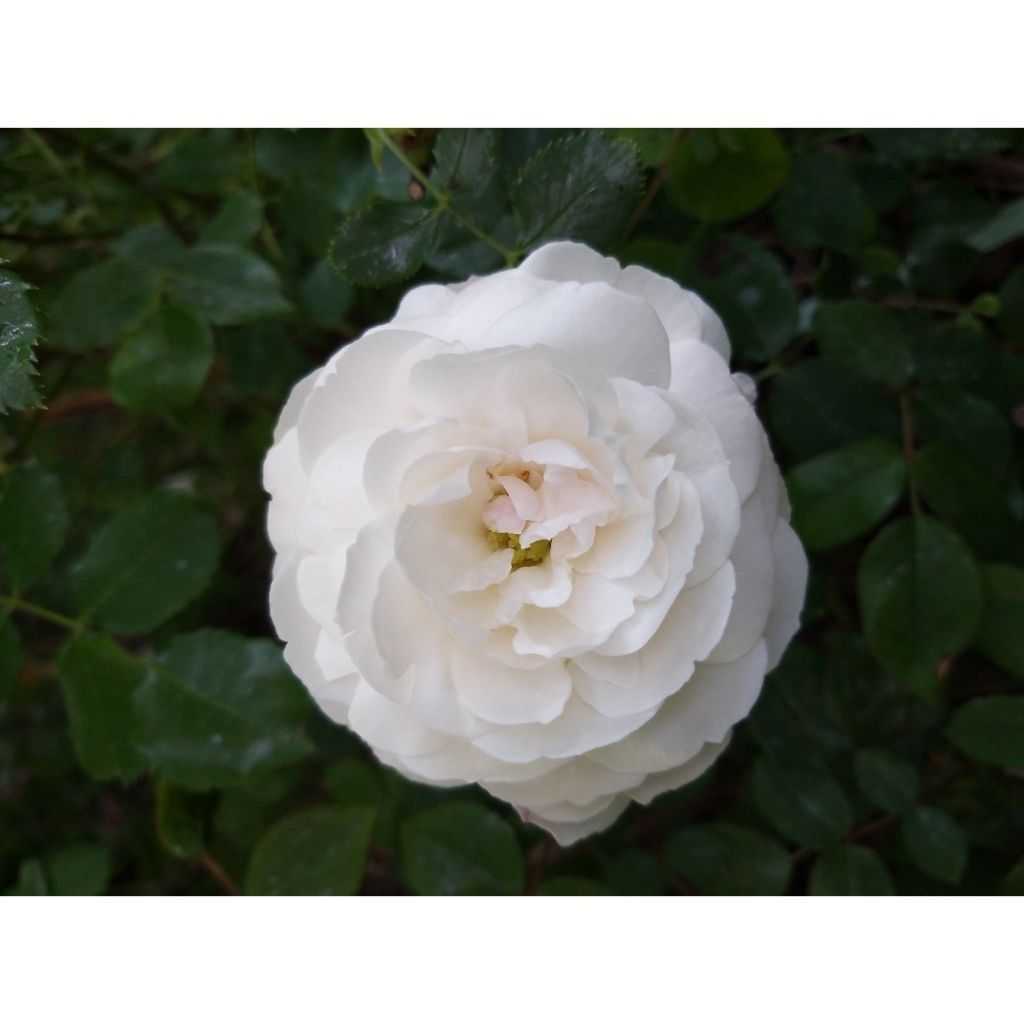 Rosa Boule de Neige