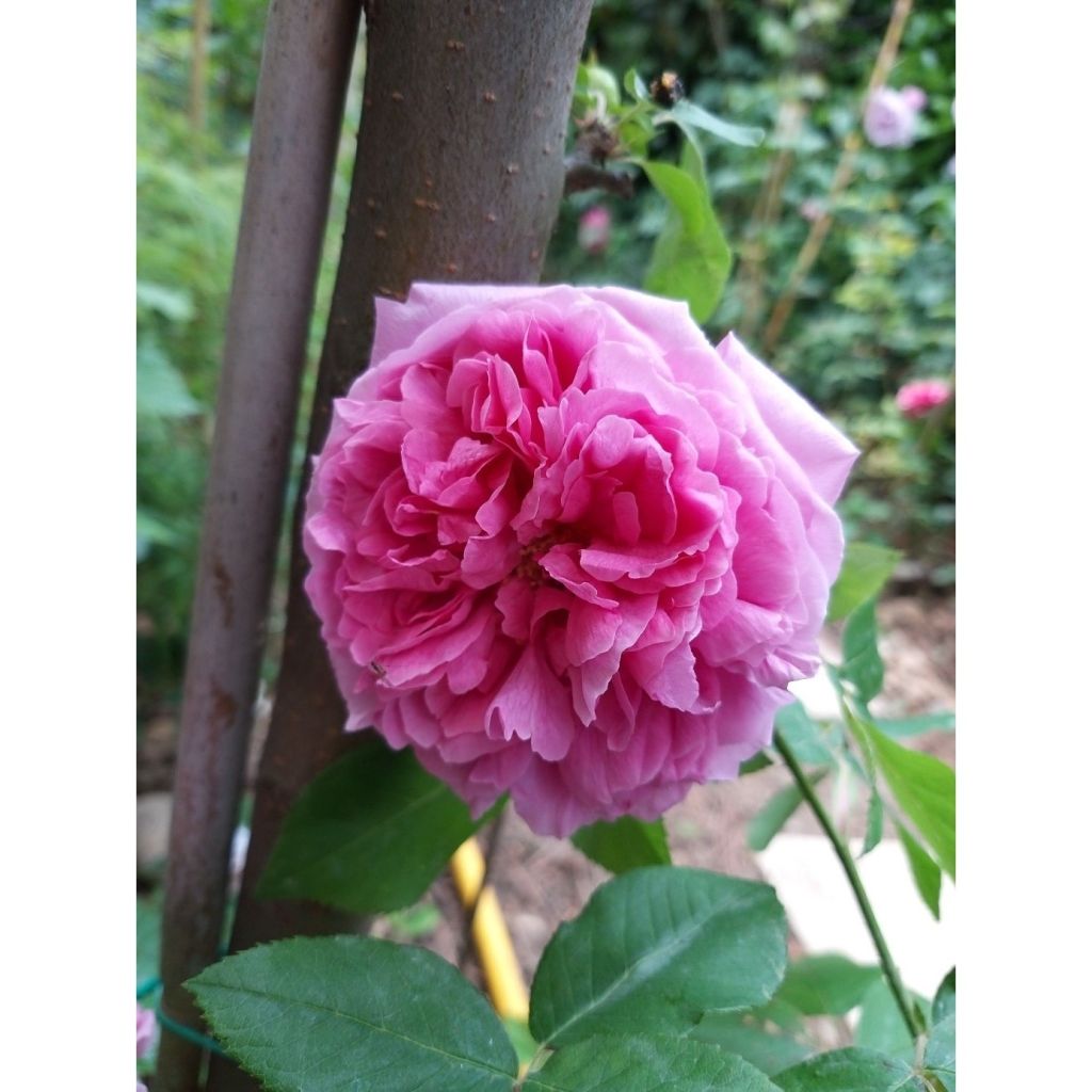 Rosa Comte de Chambord - Portland Rose