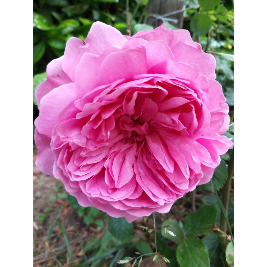 Rosa Comte de Chambord - Portland Rose