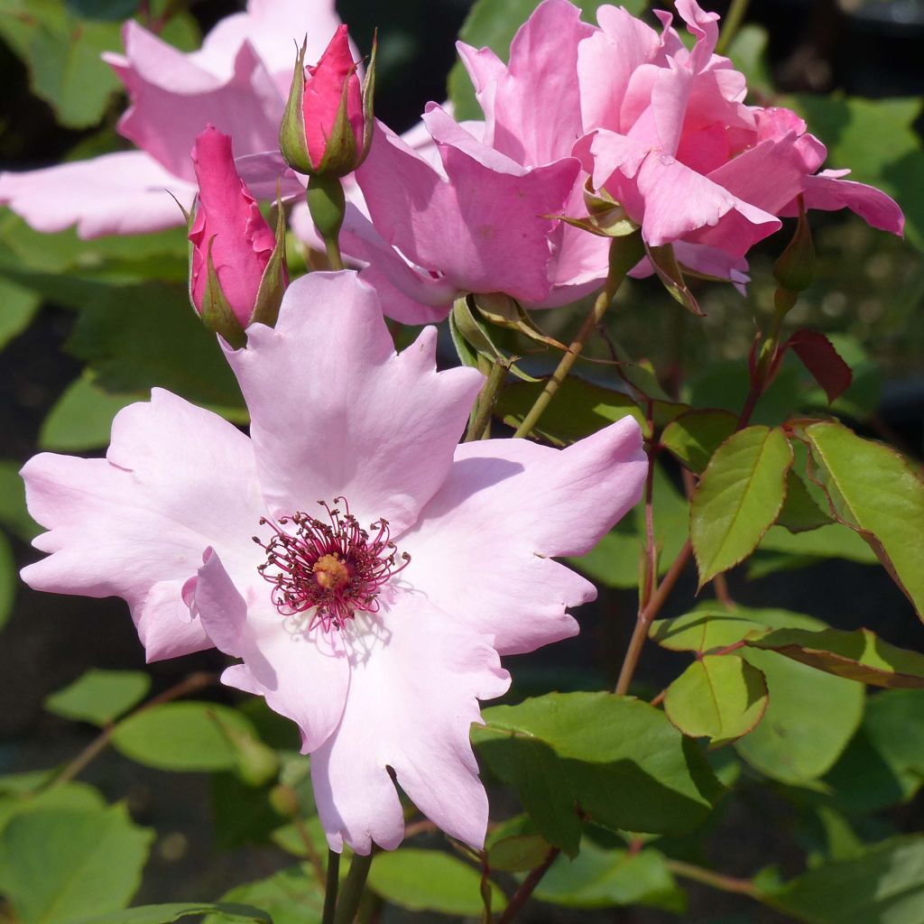 Rosa Dainty Bess