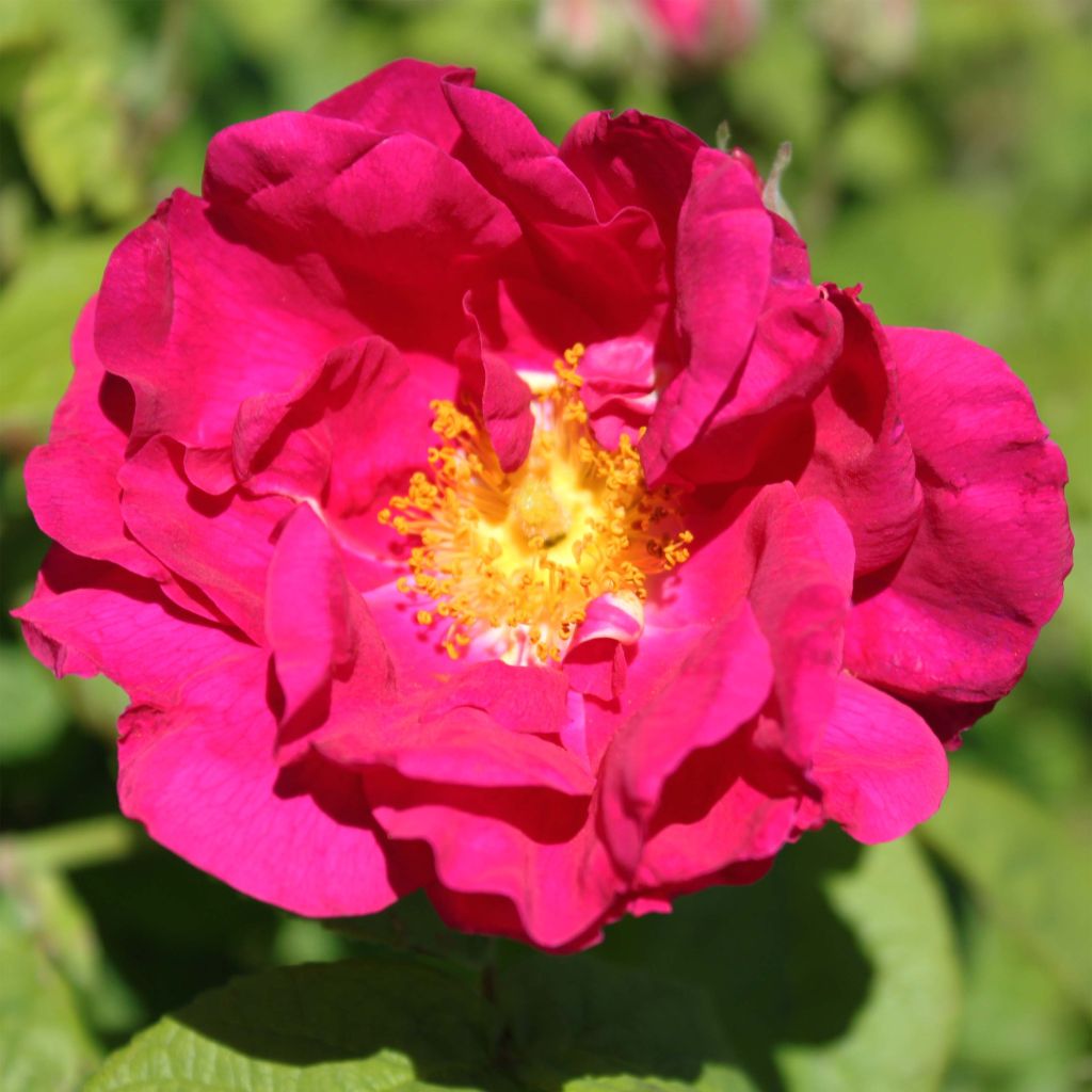 Rosa gallica Officinalis