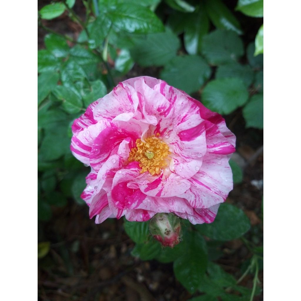 Rosa gallica Versicolor - Old Gallic Rose