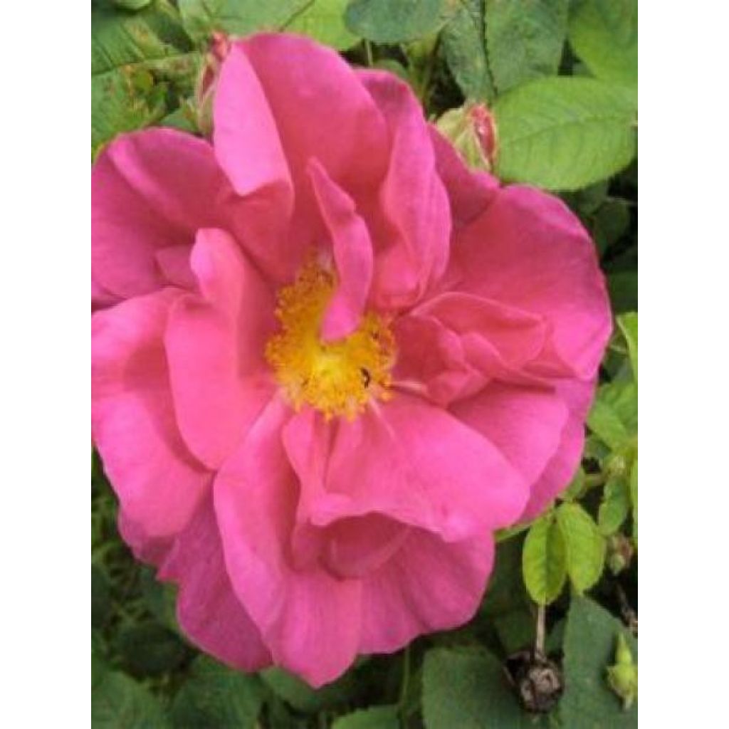 Rosa gallica Officinalis